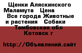 Щенки Аляскинского Маламута › Цена ­ 10 000 - Все города Животные и растения » Собаки   . Тамбовская обл.,Котовск г.